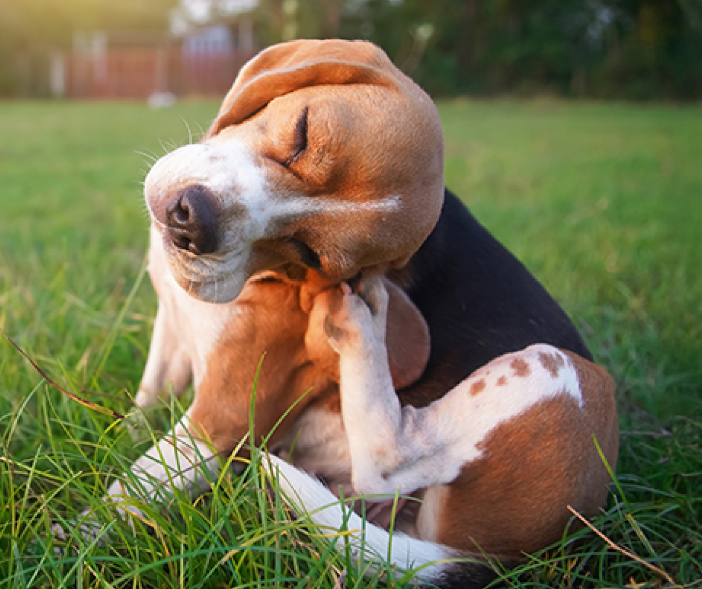 ¿Por qué mi perro se rasca tanto? Causas y soluciones
